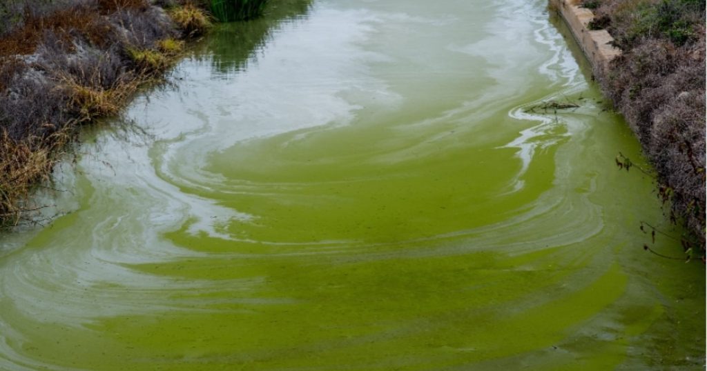 15619-potret-harmful-alga-blooms-hab-di-ekosistem-perairan-pexelsvictor-moragriega