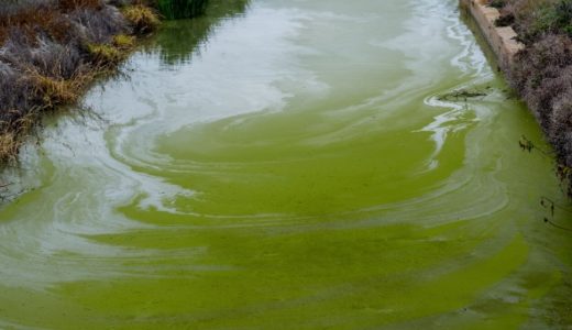 15619-potret-harmful-alga-blooms-hab-di-ekosistem-perairan-pexelsvictor-moragriega