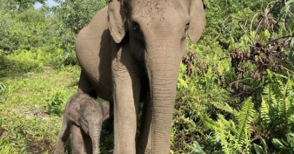 55515-gajah-di-taman-nasional-tesso-nilo