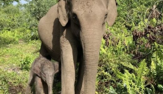 55515-gajah-di-taman-nasional-tesso-nilo