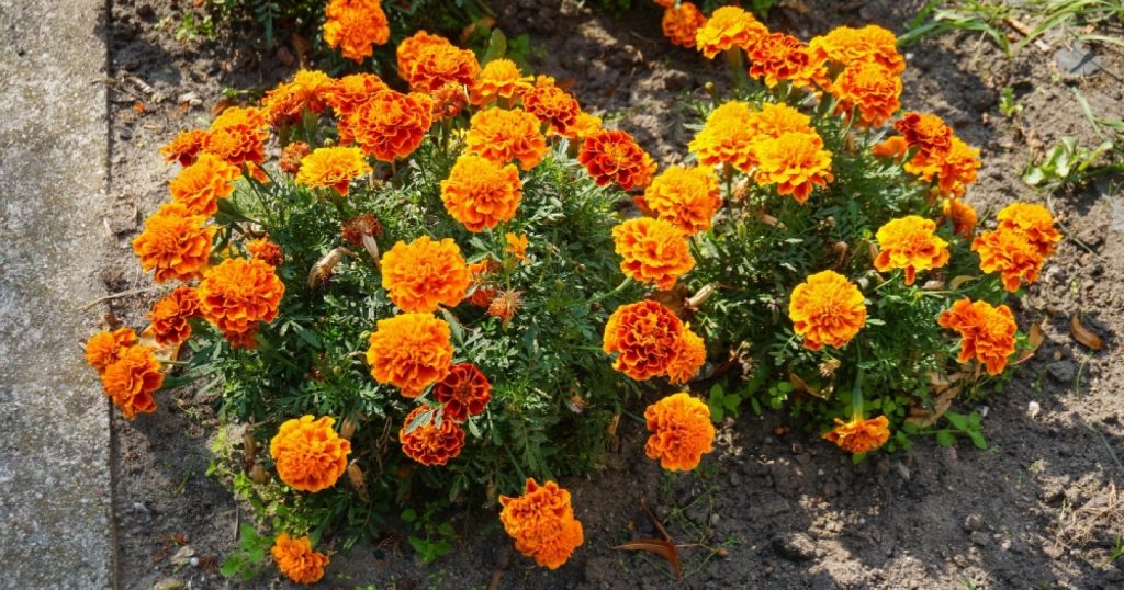 58143-ilustrasi-bunga-marigold
