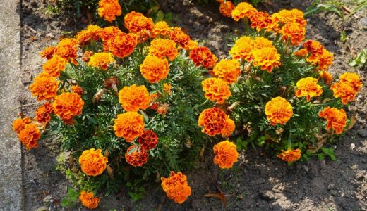 58143-ilustrasi-bunga-marigold