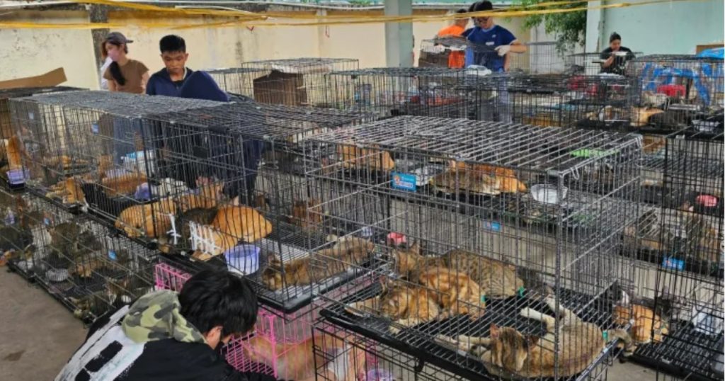 83213-perdagangan-kucing