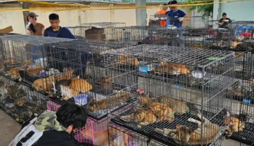 83213-perdagangan-kucing