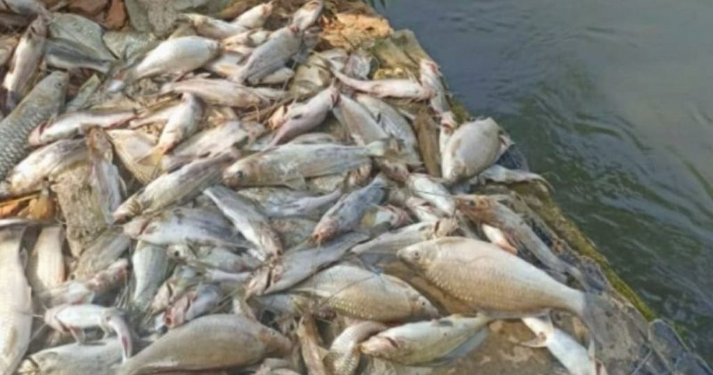 86669-ikan-mati-massal-di-saluran-irigasi-karawang