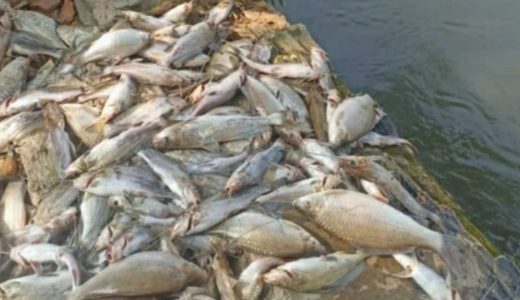 86669-ikan-mati-massal-di-saluran-irigasi-karawang