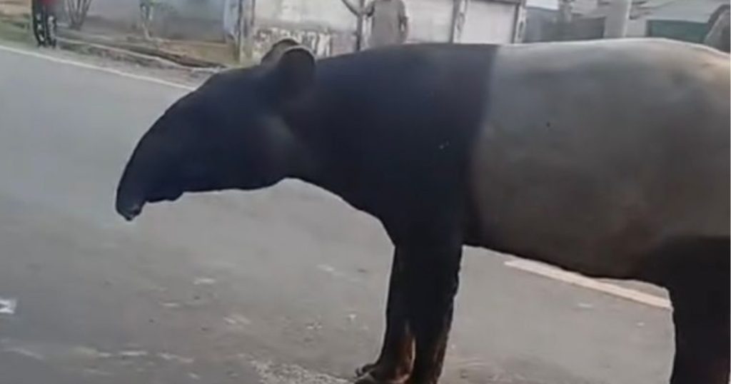 56723-tapir-viral-di-mesuji