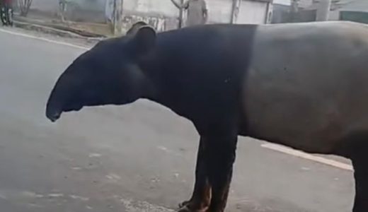 56723-tapir-viral-di-mesuji